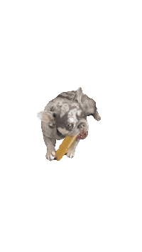 Dog Treat Sticker by Eighty20 Group