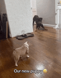Best Friends Puppy GIF by the innernette