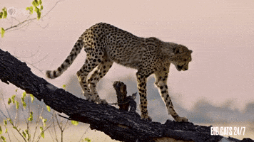 Season 2 Balance GIF by PBS