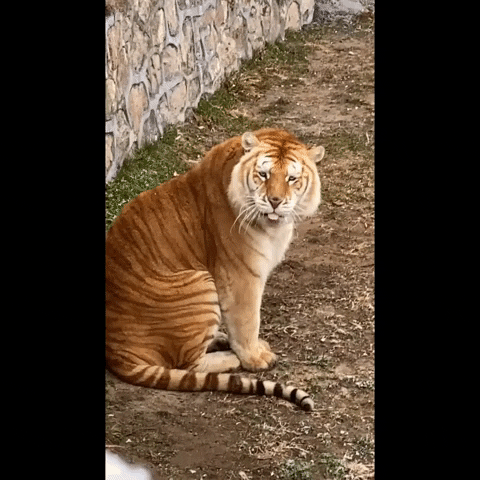 cuteanimalland giphyupload GIF