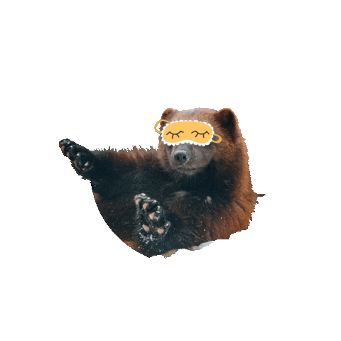 gif of a wolverine with a sleep mask