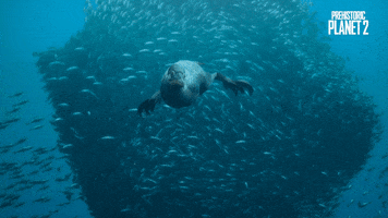 Fish Swimming GIF by Apple TV