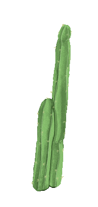 theanmonresortbintan boho desert cactus hippie Sticker