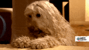 oh no facepalm GIF by SWR Kindernetz