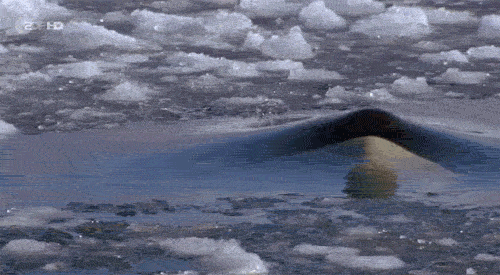 killer whale animation GIF