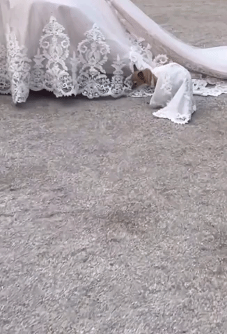 Chihuahua Steals Wedding!
