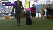 Dogs GIF by Westminster Kennel Club