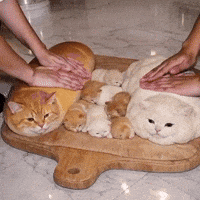 Cute Cats GIF by Respective