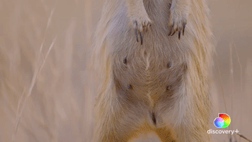 Pregnant Again | Meet The Meerkats