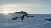 disney penguins GIF by Disneynature