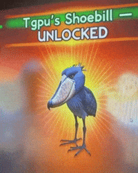 Rare Bird Shoebill GIF