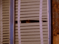 season 2 GIF by Twin Peaks on Showtime