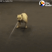 excited dog GIF by The Dodo