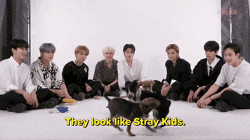 They Look Like Stray Kids