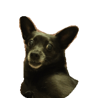 chihuahua STICKER by imoji
