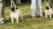 Westminster Dog Show GIF by Westminster Kennel Club