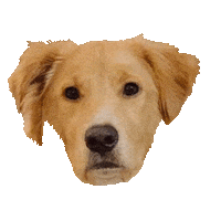 Shepherd Sticker by DopeDog