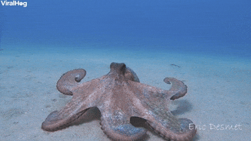 Ocean Floor Octopus