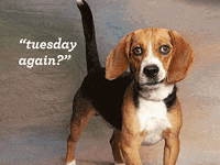 nehumanesociety dog meme animals puppy GIF