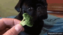dog discover GIF