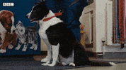 Bbc Two Iplayer GIF by BBC