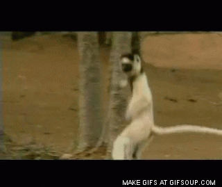 lemur GIF