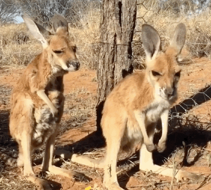 kangaroos GIF by Mashable