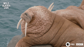 bbc one bear GIF by BBC