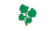 Plant Vegetable Allie The Ellie Vetplant Home Decor Vegan Vegetarisch Veggie Sticker by Allie the Ellie