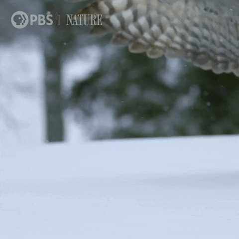 Pbs Nature Owl GIF by Nature on PBS
