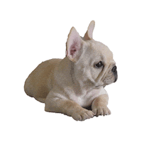 French Dogs Sticker