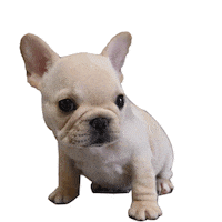 Puppy Love Sticker