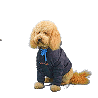 PetsBest dog puppy pet doodle Sticker