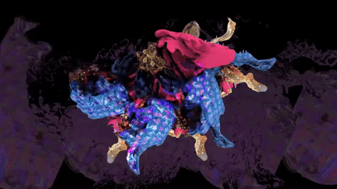 traumarbajter giphyupload GIF