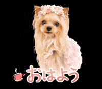 Dog Morning GIF