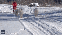 Farm Dogs Give Wyoming Woman a 'Slow and Steady' Sled Ride