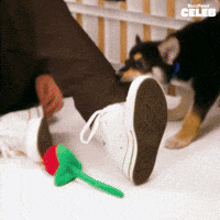 Puppy Tugging
