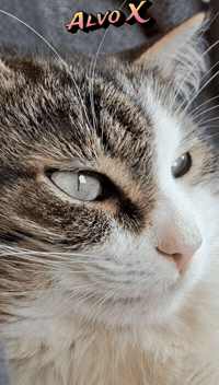 Cat Alvo GIF