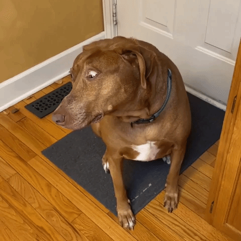 Perpetually Surprised-Looking Dog