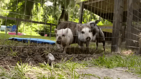 cmt aww GIF by Party Down South