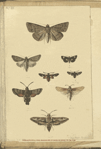 fly away butterflies by GIF IT UP