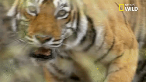 savage kingdom big cat week GIF by Nat Geo Wild 