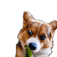 Dog Corgi Sticker