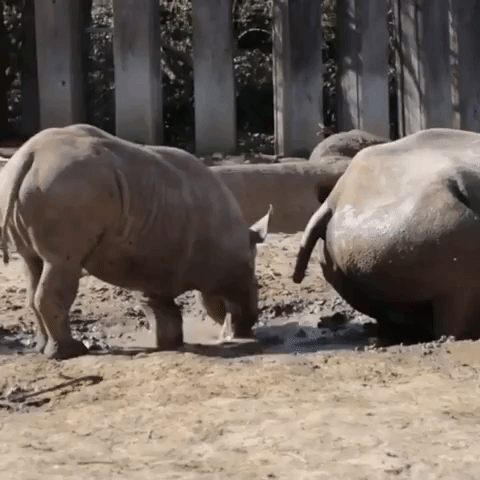 Playful Rhino Calf Frolics With Mother in Mud Puddle at Cincinnati Zoo