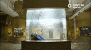 GIF by Monterey Bay Aquarium