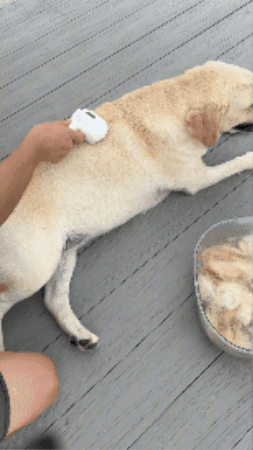 Perro animado
