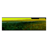 Phone Follow Sticker by Parimatch Sports