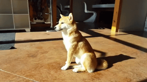 tingtinglu giphyupload GIF