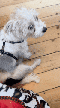 Dog Puppy GIF