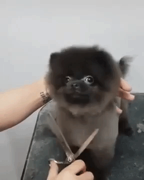 dog haircut GIF